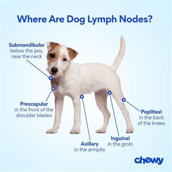 Does a PET scan show enlarged lymph nodes?