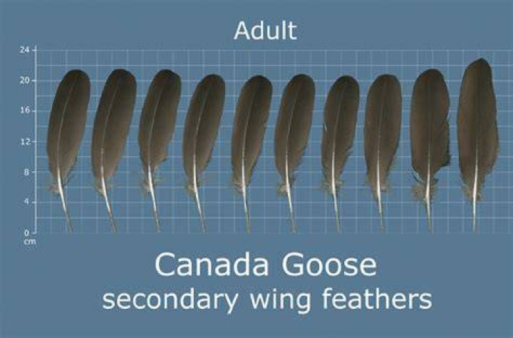Does Canada Goose use feathers?