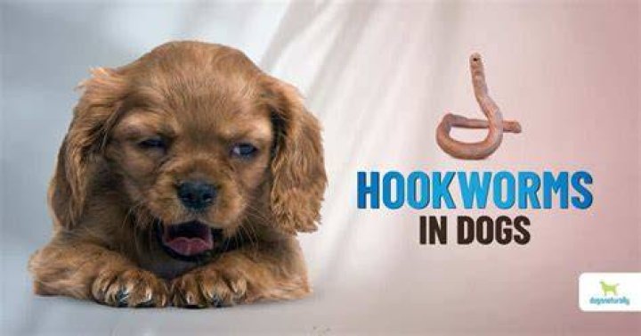 Does human food give dogs worms?