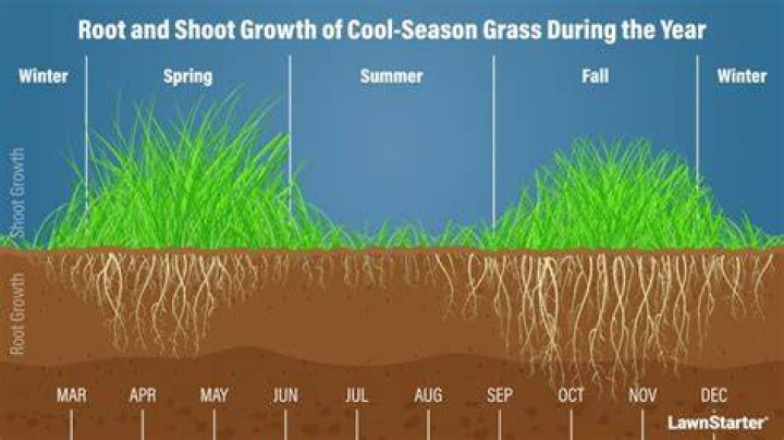 Does mowing stimulate root growth?