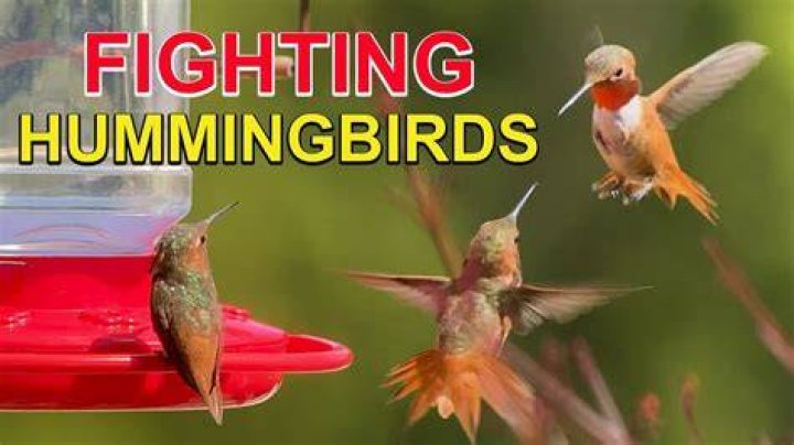 Does Vaseline hurt hummingbirds?