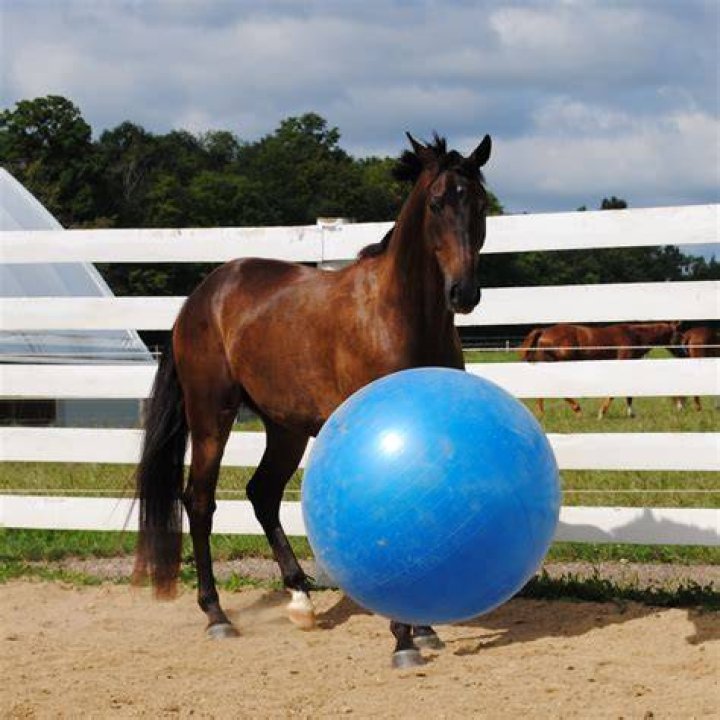 How are jolly balls measured?