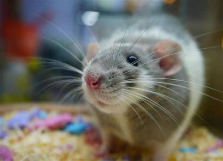 How can you tell a rat is happy?