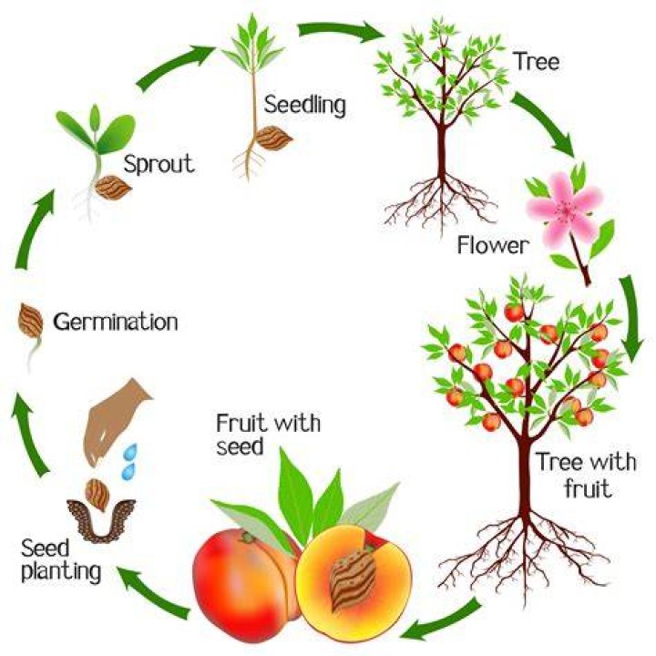 How do flowers grow?