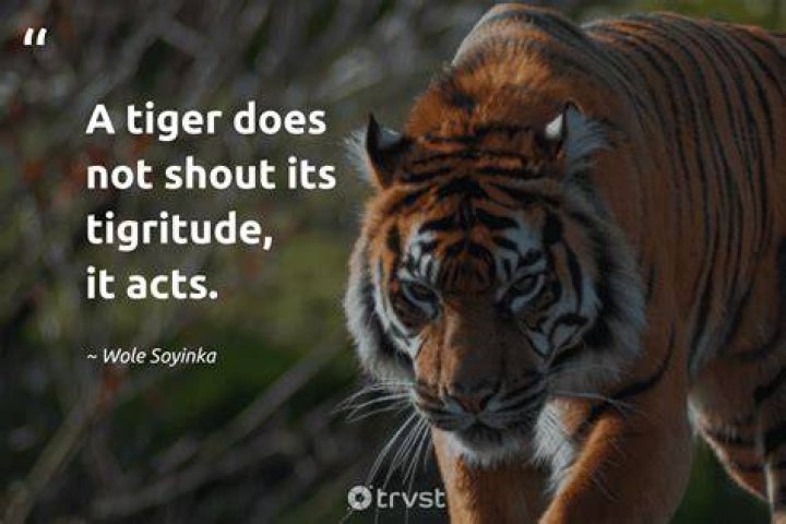 How do I get a body like a Tiger?