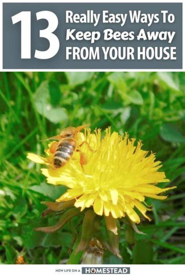 How do I keep bees away from my house naturally?