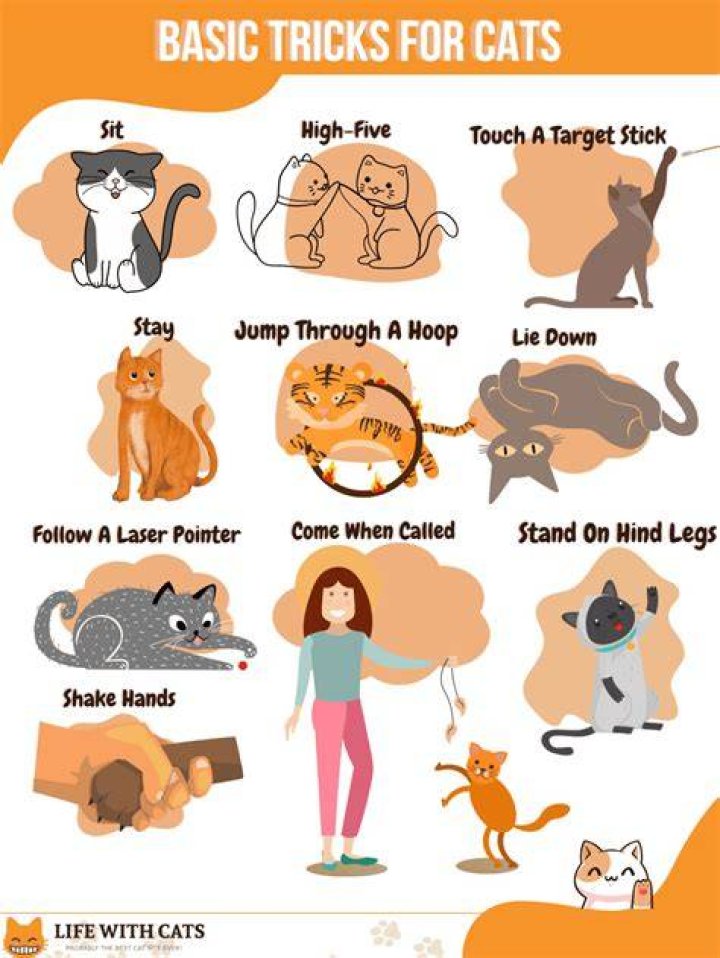 How do I teach my cat to act dead?