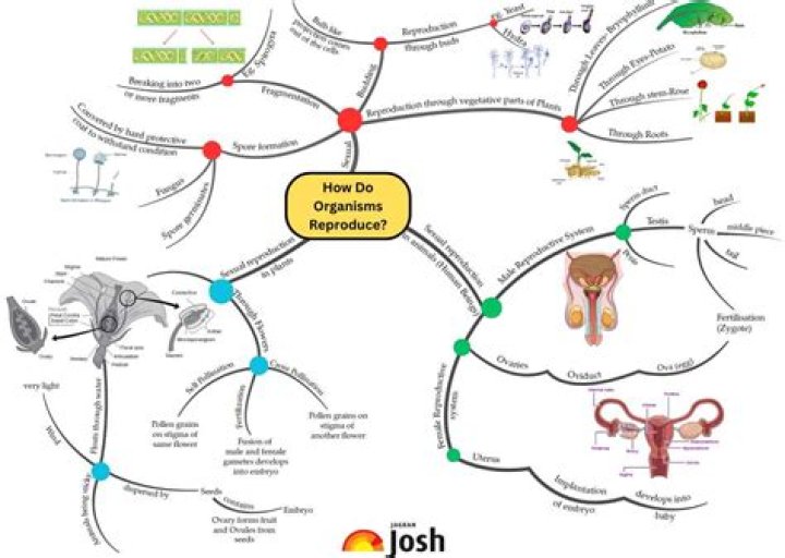 How do Klyntar reproduce?