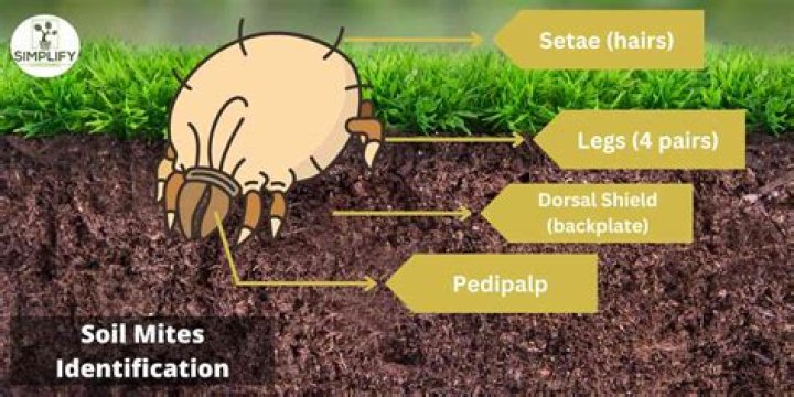 How do soil mites appear?