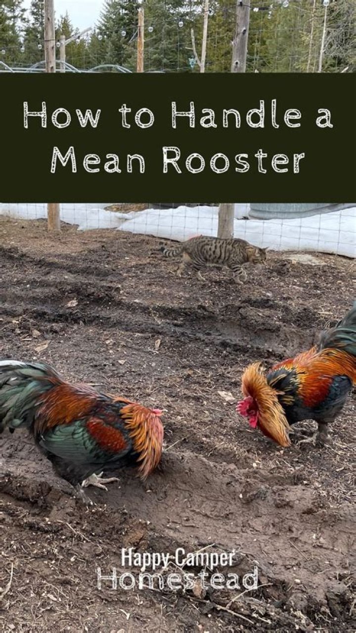 How do you calm a mean rooster?