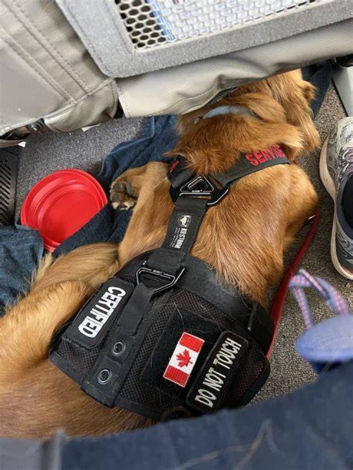 How do you fly a large dog 2022?