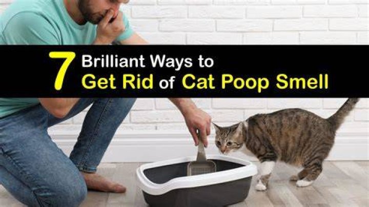 How do you get rid of human poop smell?