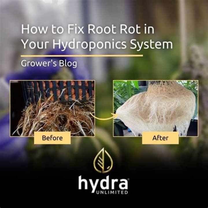 How do you get rid of root rot in hydroponics?