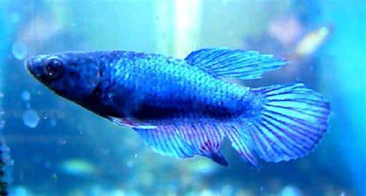 How do you know if your betta fish is hungry?
