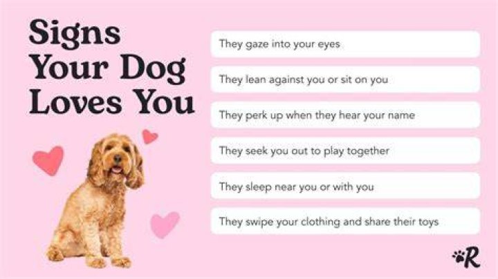 How do you know your dog is attached to you?