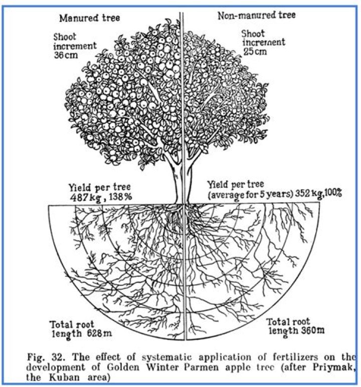 How do you maximize root growth?
