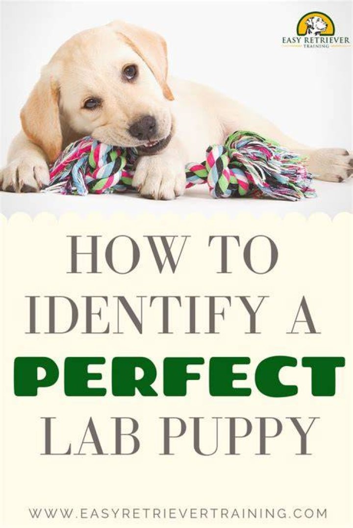 How do you pick a Labradoodle puppy from a litter?