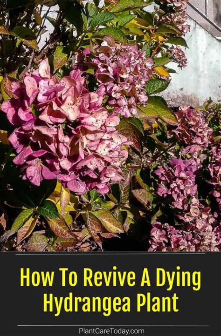How do you revive a dying mum?