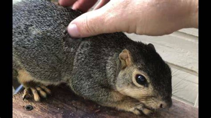 How do you tame a squirrel?
