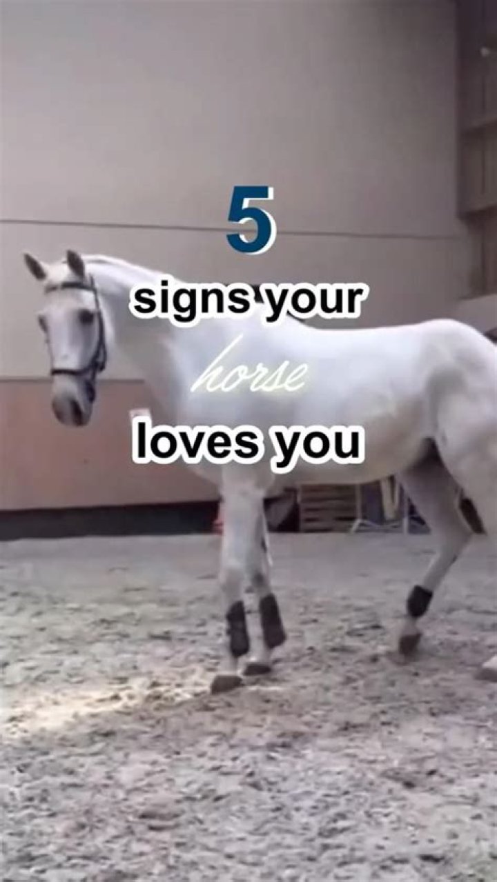 How do you tell if my horse loves me?