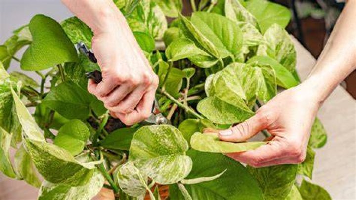 How do you trim pothos?