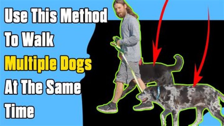 How do you walk 4 dogs together?