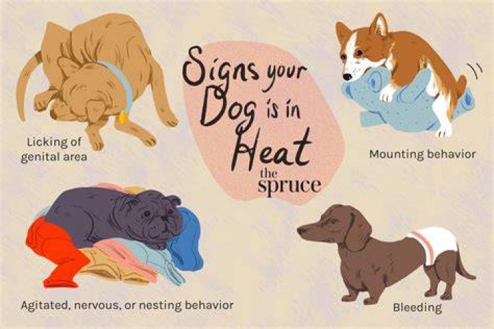 How does a dog feel on her period?