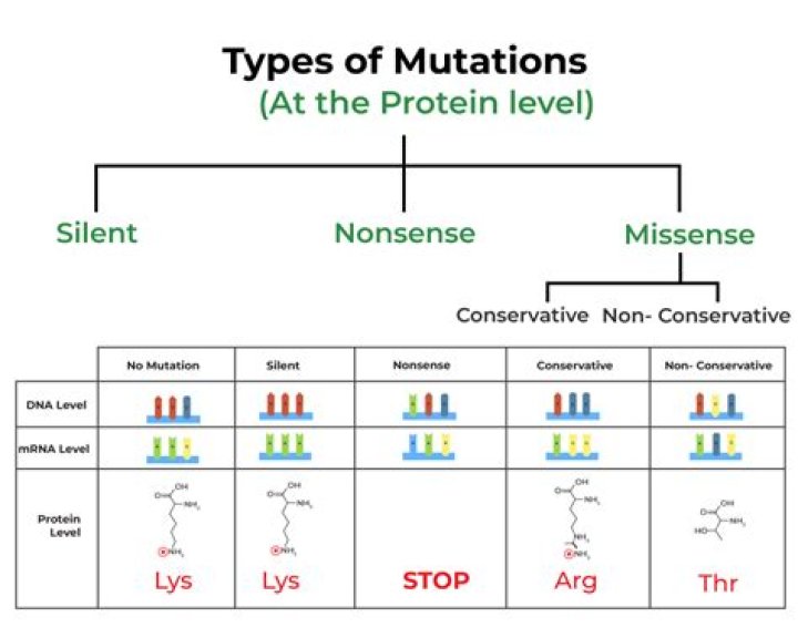 How does point mutation affect the protein?