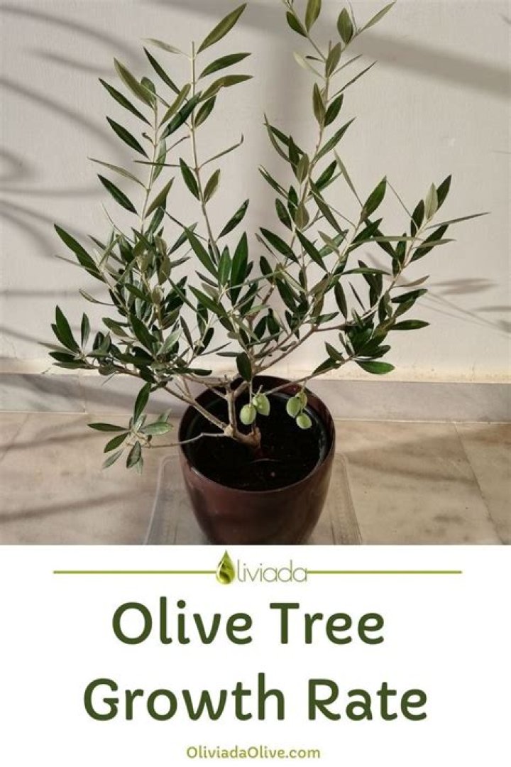 How fast do olive trees grow indoors?