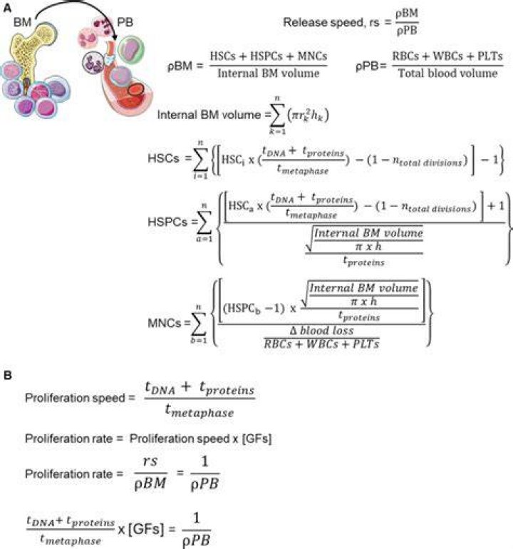 How fast does leukemia progress?