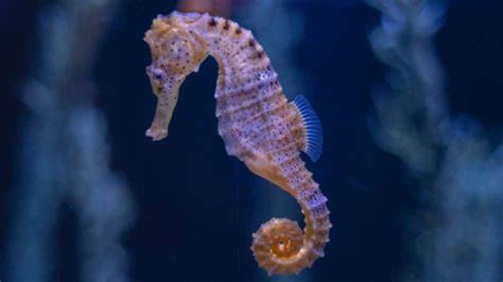 How long does a seahorse live?