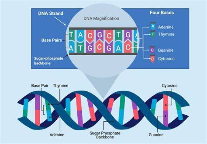 How long does DNA last in salt water?