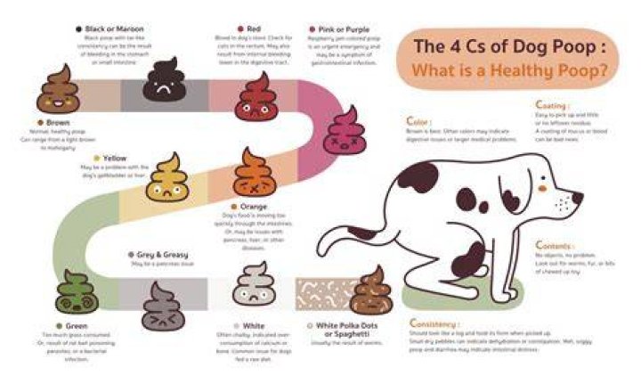 How long does it take for a dog to poop out something he ate?