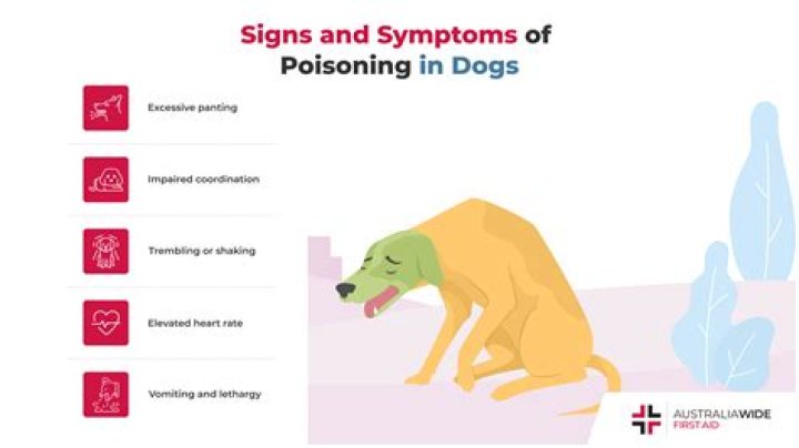 How long does it take for a dog to recover from food poisoning?