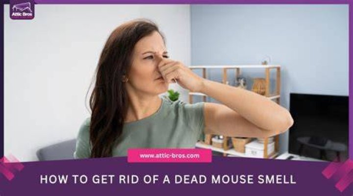 How long does it take for dead mouse smell to go away?