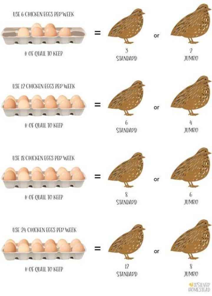 How many quails is one egg?