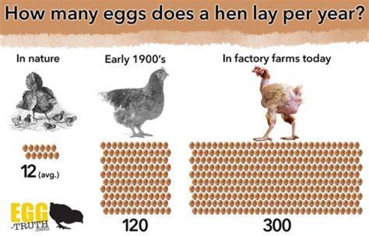 How many years do hens lay eggs?