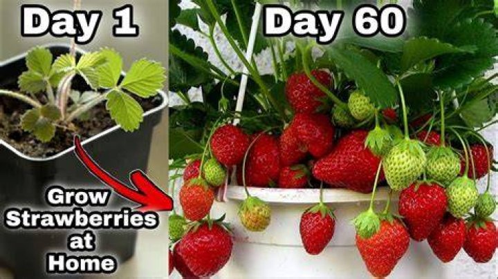 How many years does a strawberry plant last?