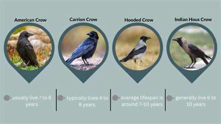 How old do crows live?