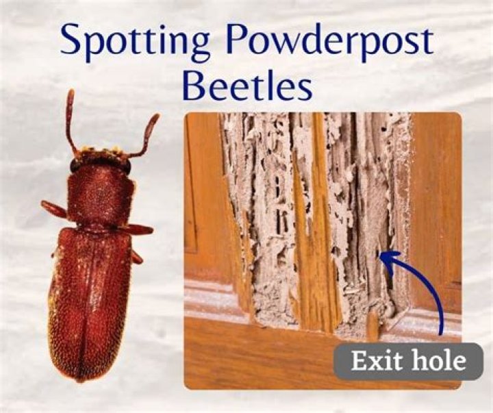 How serious are powder post beetles?