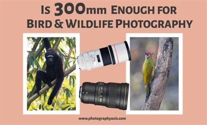 Is 500 mm enough for bird photography?
