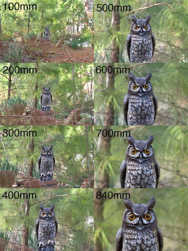 Is 800mm enough for bird photography?
