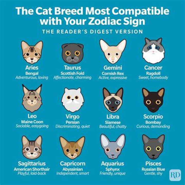 Is cat the 13th zodiac?