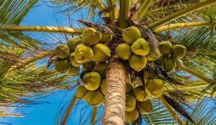 Is coconut a tree or a fruit?