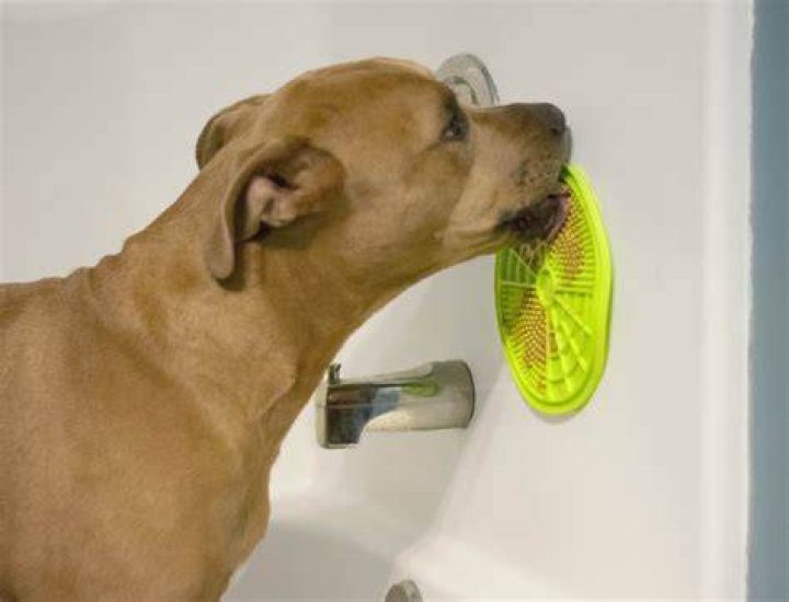 Is dog licking safe?