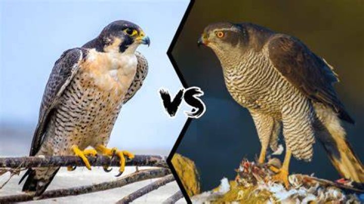 Is hawk and Falcon the same?