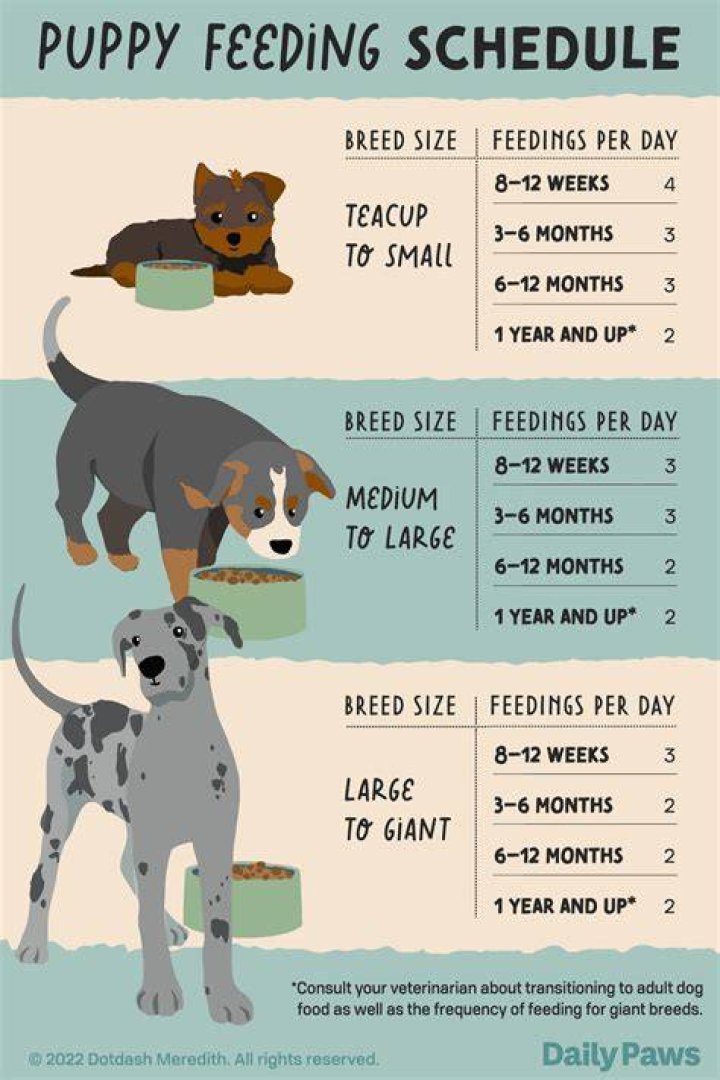 Is it normal for a 8 week puppy to bite?