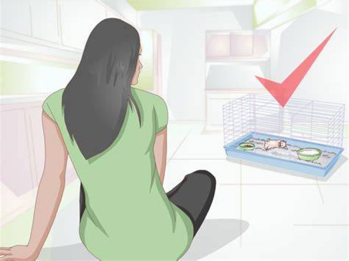 Is it OK to wake up a hamster?