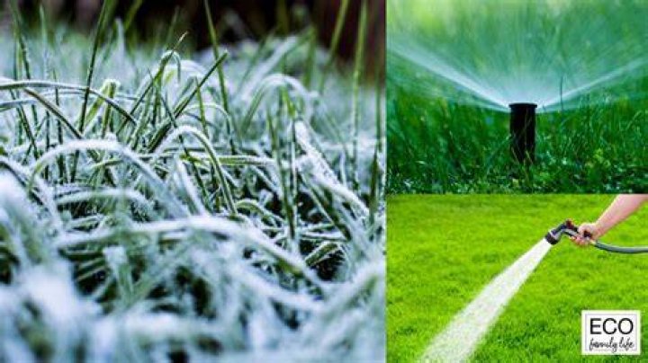 Is it OK to water lawn before a freeze?