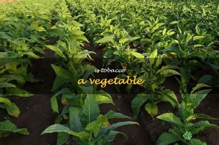 Is tobacco a vegetable?